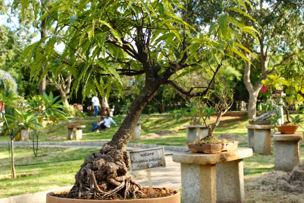 lalbagh bonsai garden