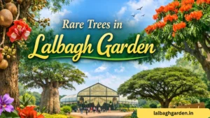 Rare Trees in Lalbagh