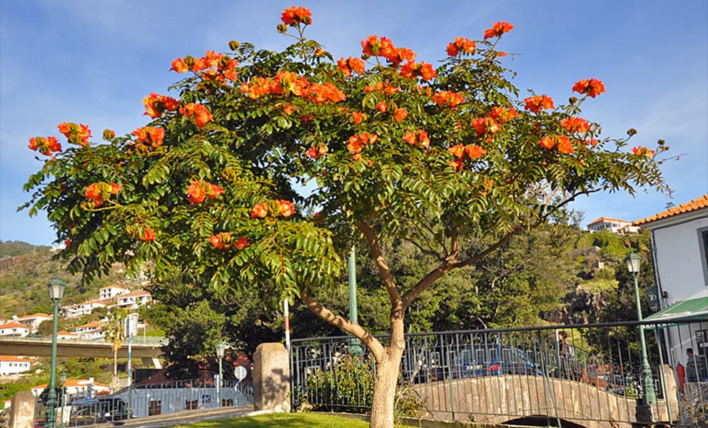 African Tulip Tree