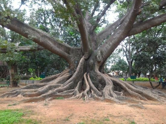 Oldest tree in Lalbagh