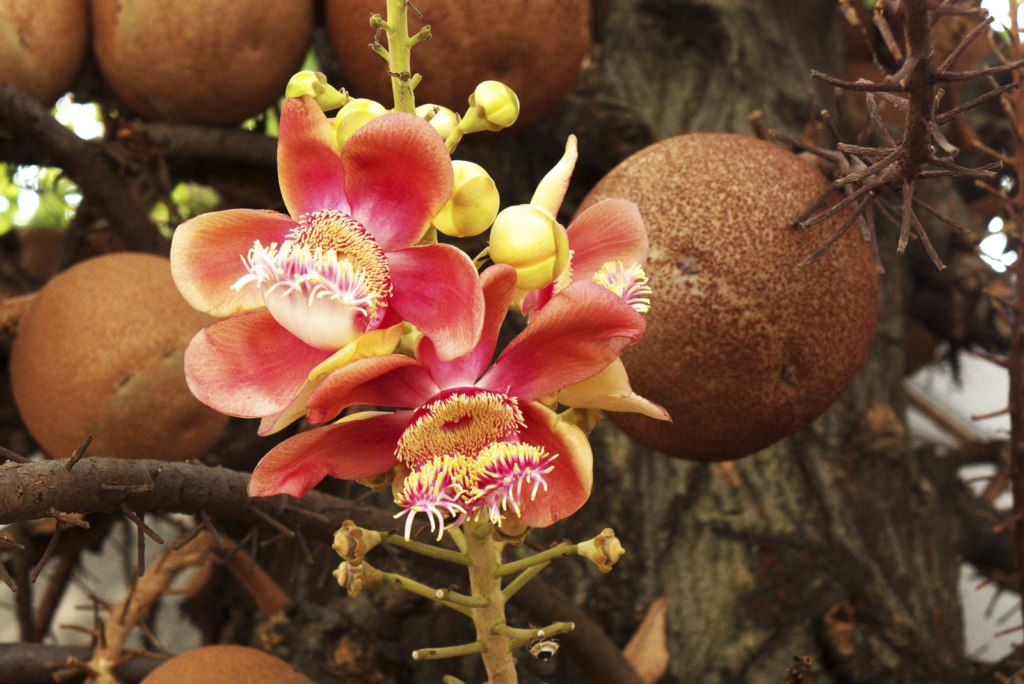 Cannonball Tree